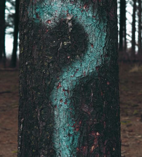 An image of a tree with the question mark symbol sprayed on it